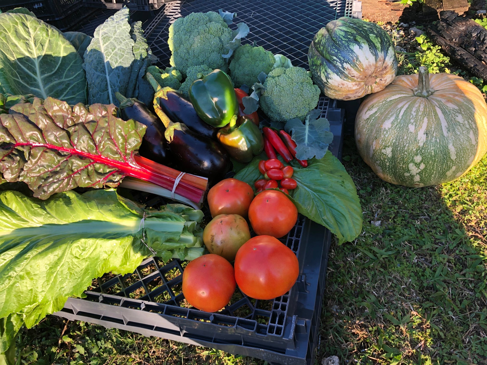 Seasonal Produce Share (CSA) - Local Pickup