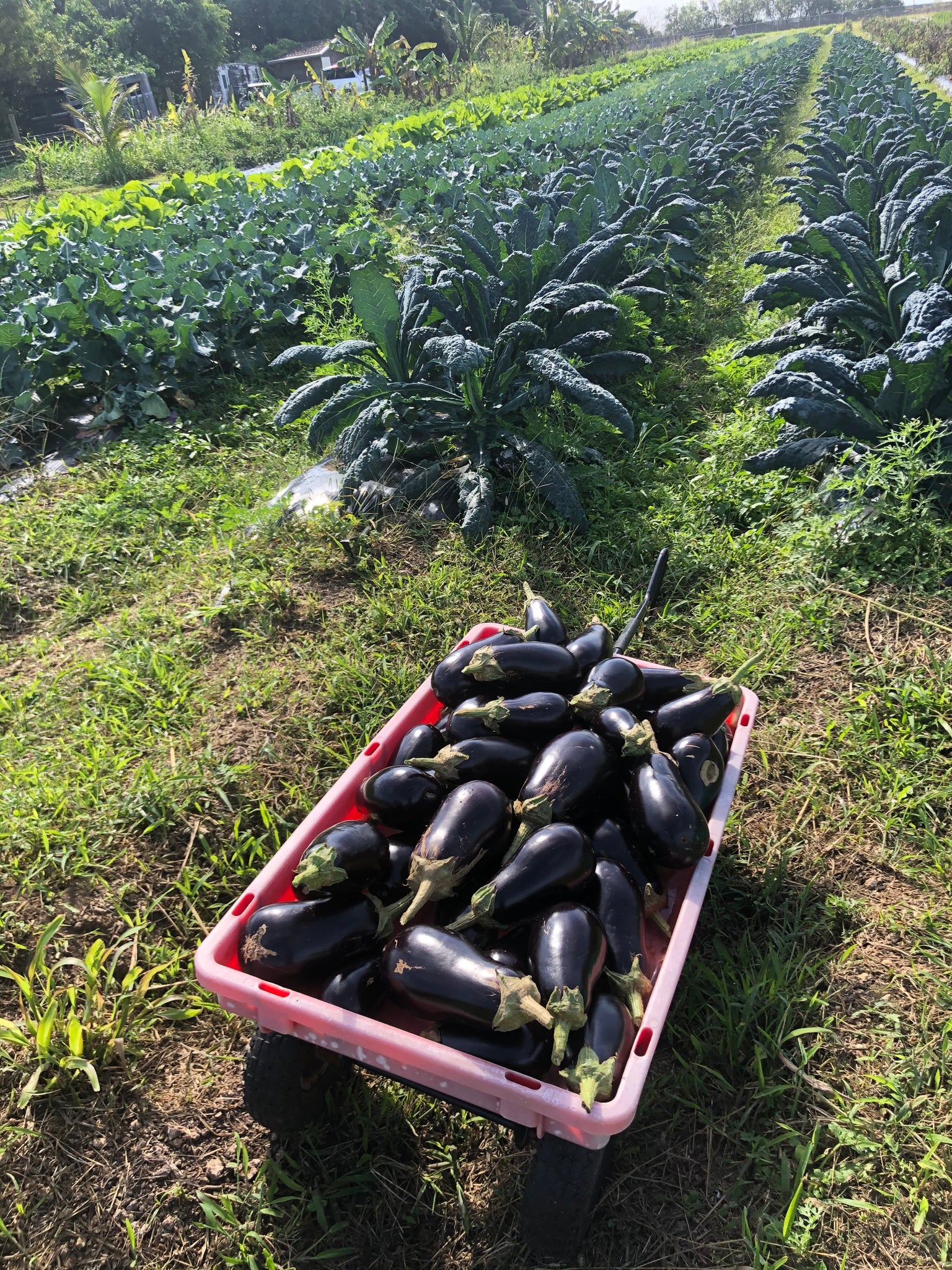 Seasonal Produce Share (CSA) - Local Pickup